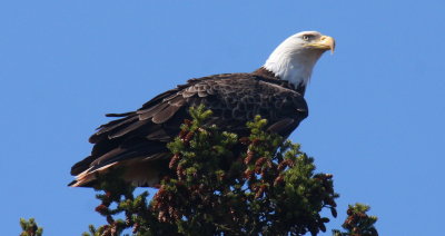 Bald Eagle