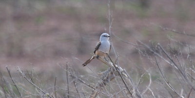 Scissor-tailed Flycatcher