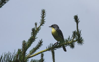 Kirtland's Warbler