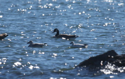 Ross's Goose