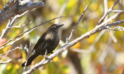 Rusty Blackbird