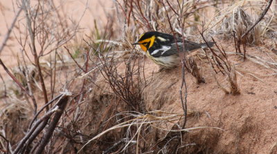 Blackburnian Warbler