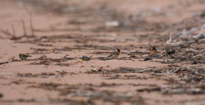 Bay-breasted on beach