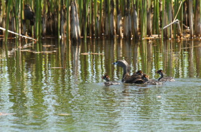 Pied-billed Grebes FL (Recently fledged young)