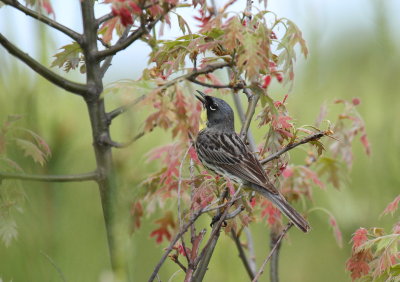 Kirtland's Warbler S (Singing in suitable habitat)