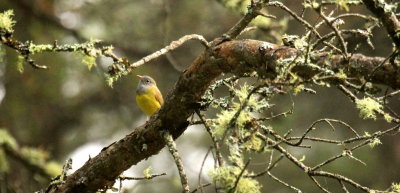 Connecticut Warbler S (Singing in suitable habitat)