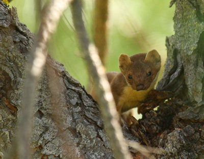 Long-tailed Weasel