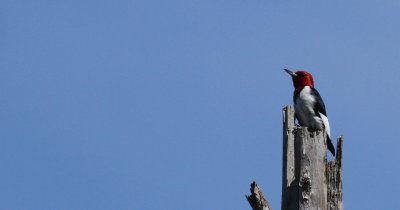 Red-headed Woodpecker H (In suitable habitat)
