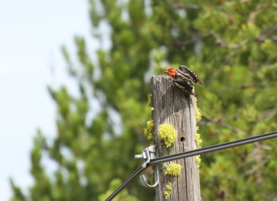 Red-breasted Sapsucker