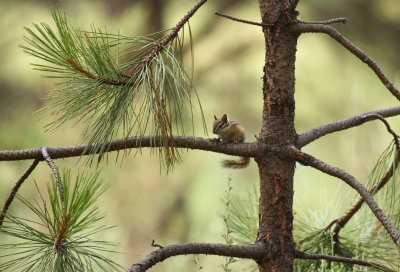 Yellow-pine Chipmunk