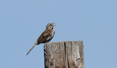 Song Sparrow S (Singing in suitable habitat)
