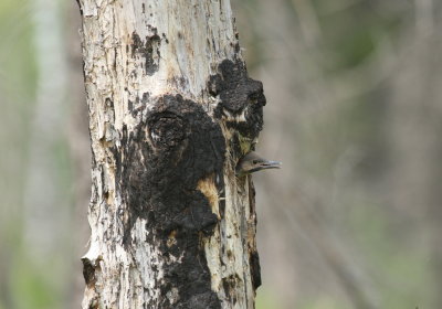 Northern Flicker NY (Nest with young)