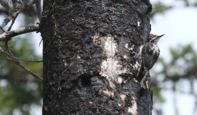 American Three-toed Woodpecker