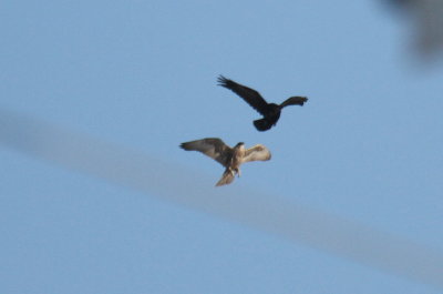 Gyrfalcon and Common Raven
