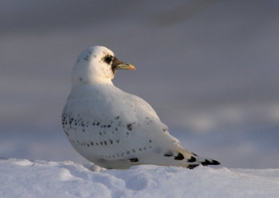 Ivory Gull