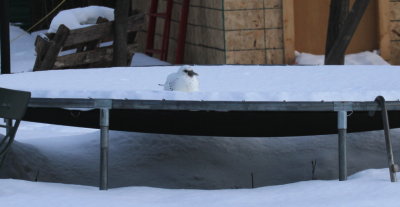 Ivory Gull on a trampoline