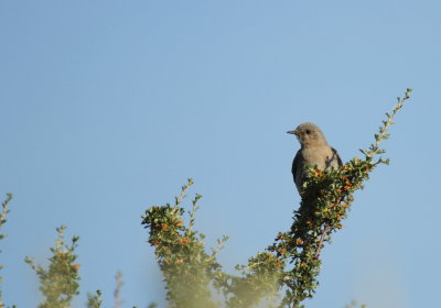 Mountain Bluebird