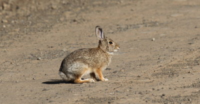 Mountain Cottontail