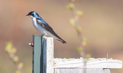 Tree Swallow N (Visiting probable nest site)