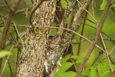American Redstart ON (Occupied nest)