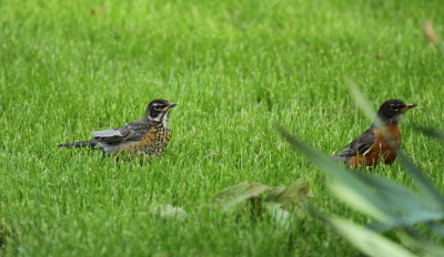 American Robin FL (Recently fledged young)