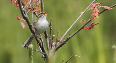 Clay-colored Sparrow (Singing in suitable habitat)