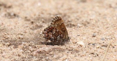 Eastern Pine Elfin