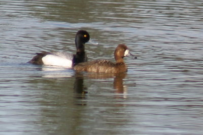 lesser_scaup