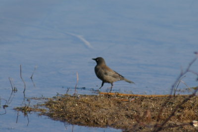 rusty_blackbird