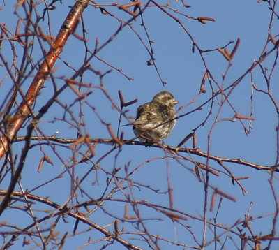 purple_finch