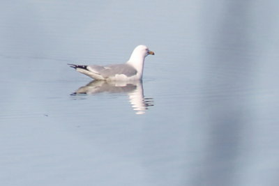 054_ring_billed_gull.jpg