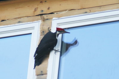 405_pileated_woodpecker.jpg