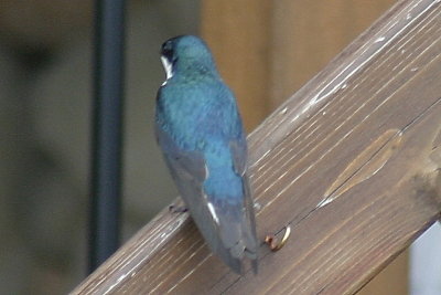 614_tree_swallow.jpg