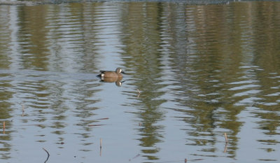 blue_winged_teal