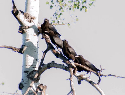 american_crow