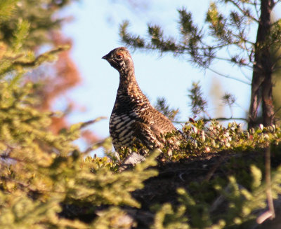 298_spruce_grouse.jpg