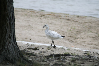 snow_goose