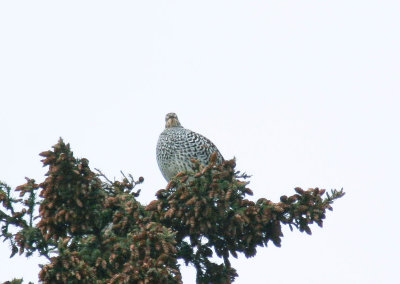 sharp_tailed_grouse