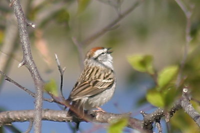 chipping_sparrow2.jpg