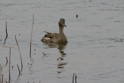 northern_shoveler