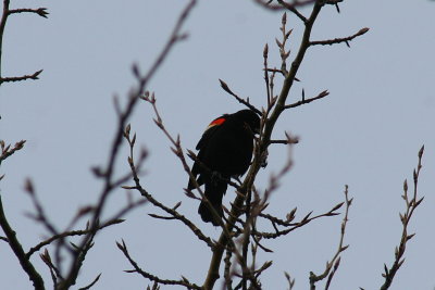 red_winged_blackbird.jpg