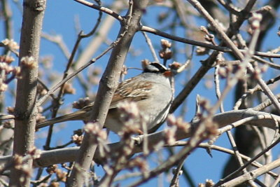 white_crowned_sparrow1.jpg