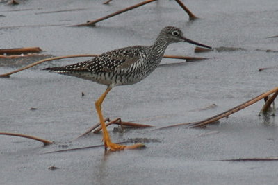 greater_yellowlegs