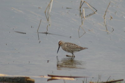 233_stilt_sandpiper_2.jpg