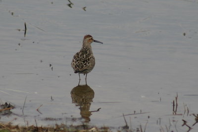 stilt_sandpiper