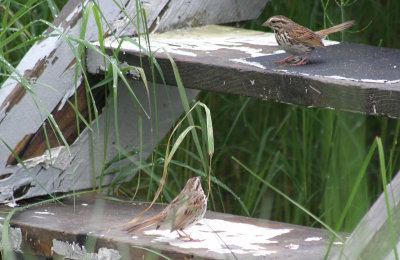 581_song_sparrows.jpg