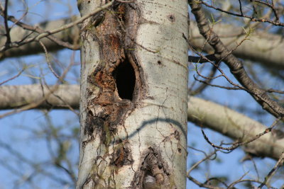 412_flicker_nest .jpg