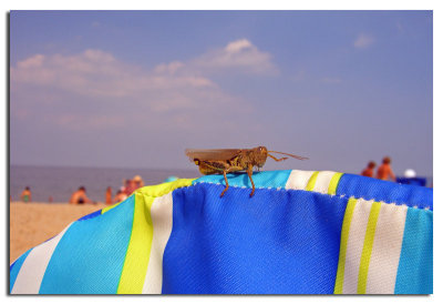 Grasshoppers Down The Ocean, Hon!
