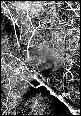 Inverted Tree1-27-07