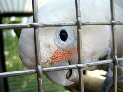 Cockatoo